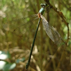 Lestes viridis